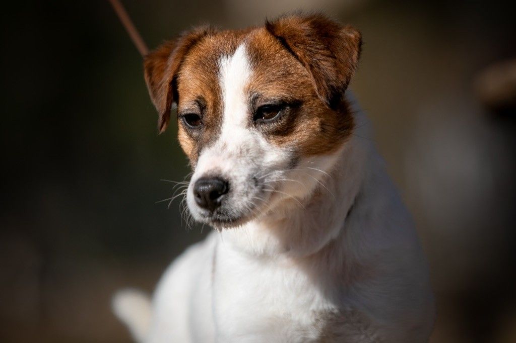 Les Jack Russell Terrier de l'affixe du Bois de Compiègne