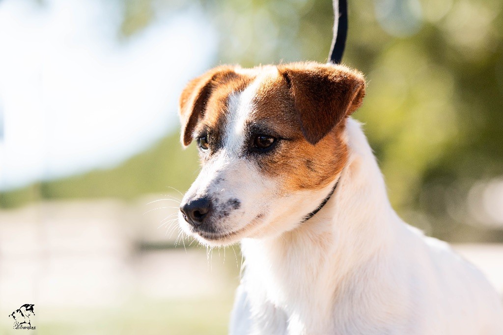 Les Jack Russell Terrier de l'affixe du Bois de Compiègne