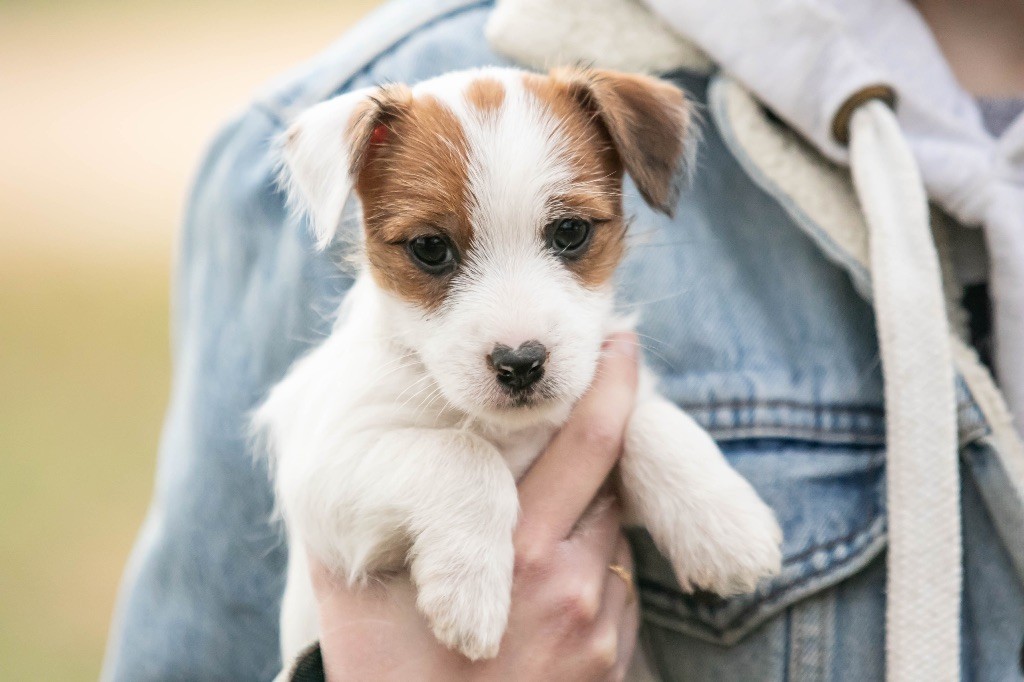 du Bois de Compiègne - Chiot disponible  - Jack Russell Terrier