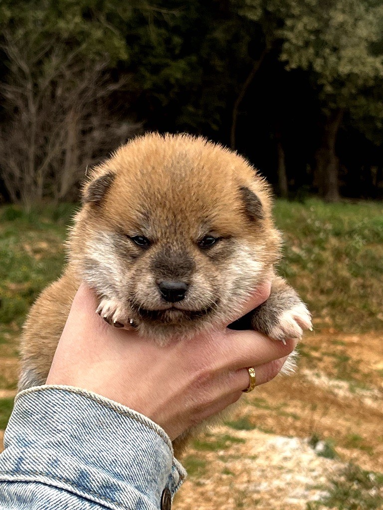 du Bois de Compiègne - Chiot disponible  - Shiba