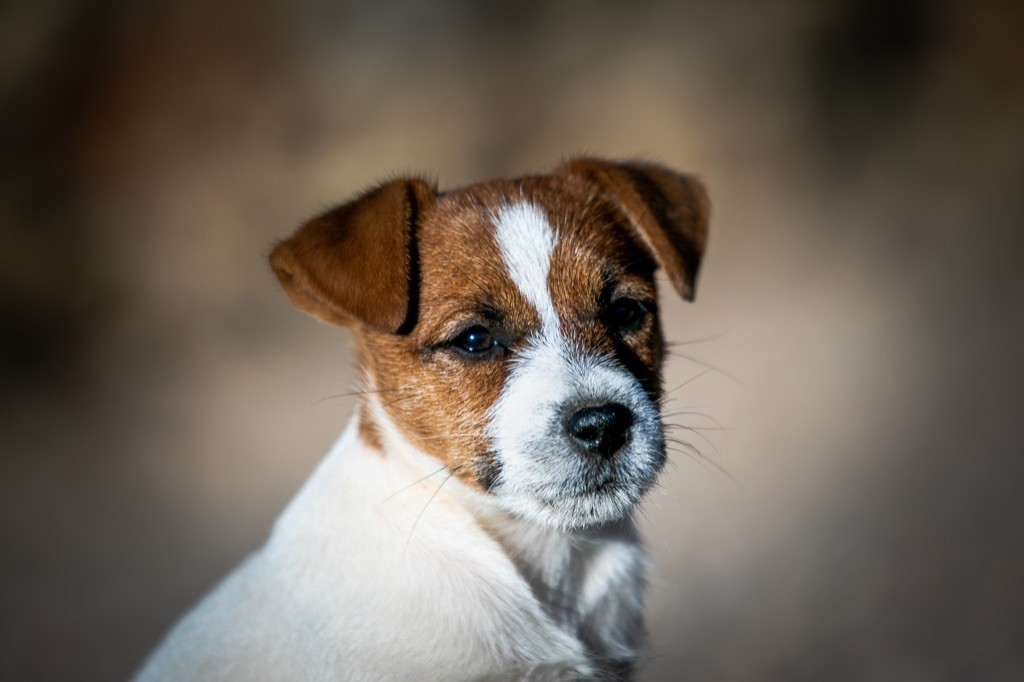 du Bois de Compiègne - Chiot disponible  - Jack Russell Terrier