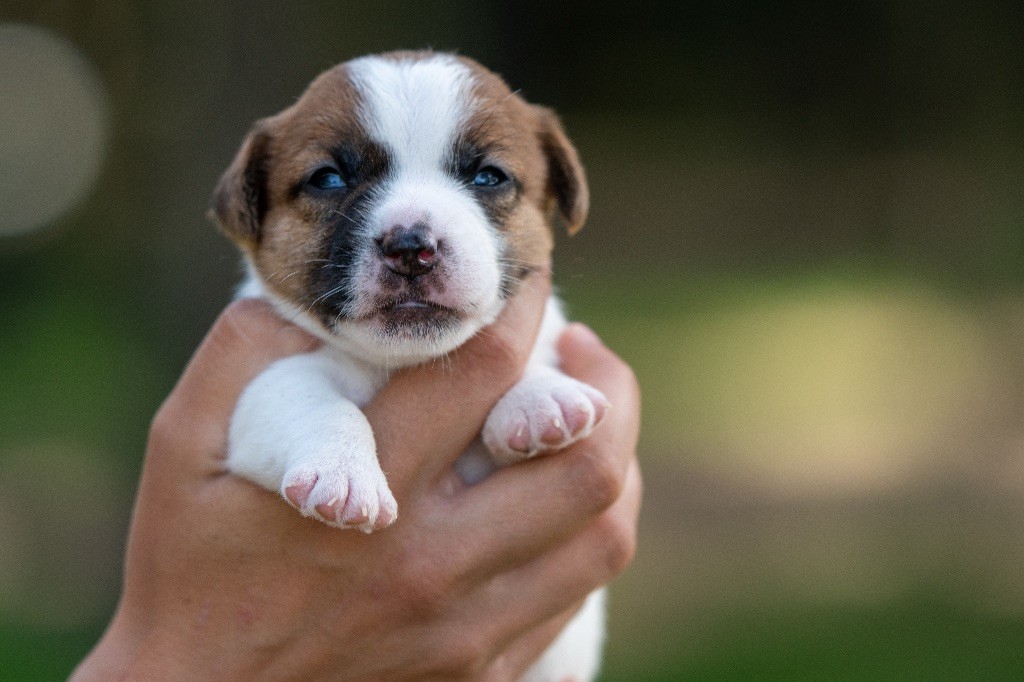 du Bois de Compiègne - Chiot disponible  - Jack Russell Terrier