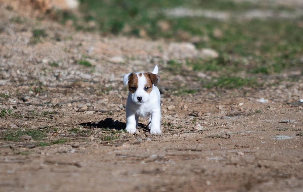 du Bois de Compiègne - Chiot disponible  - Jack Russell Terrier