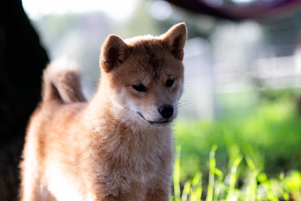 du Bois de Compiègne - Chiot disponible  - Shiba