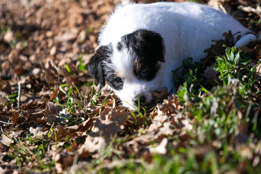 du Bois de Compiègne - Chiot disponible  - Jack Russell Terrier