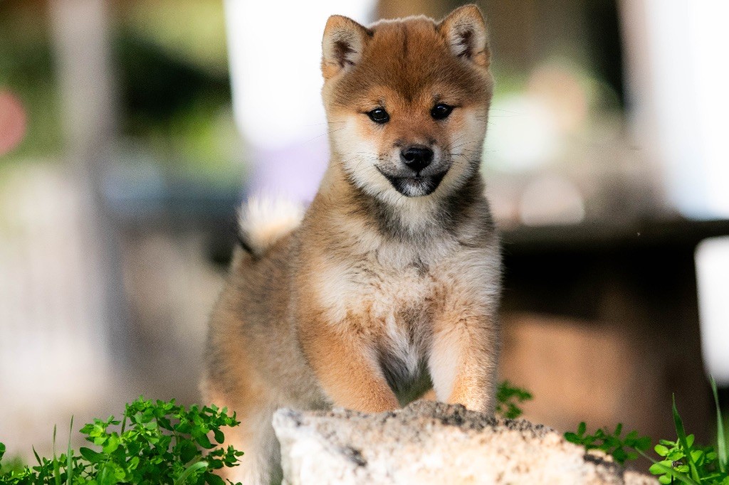 du Bois de Compiègne - Chiot disponible  - Shiba