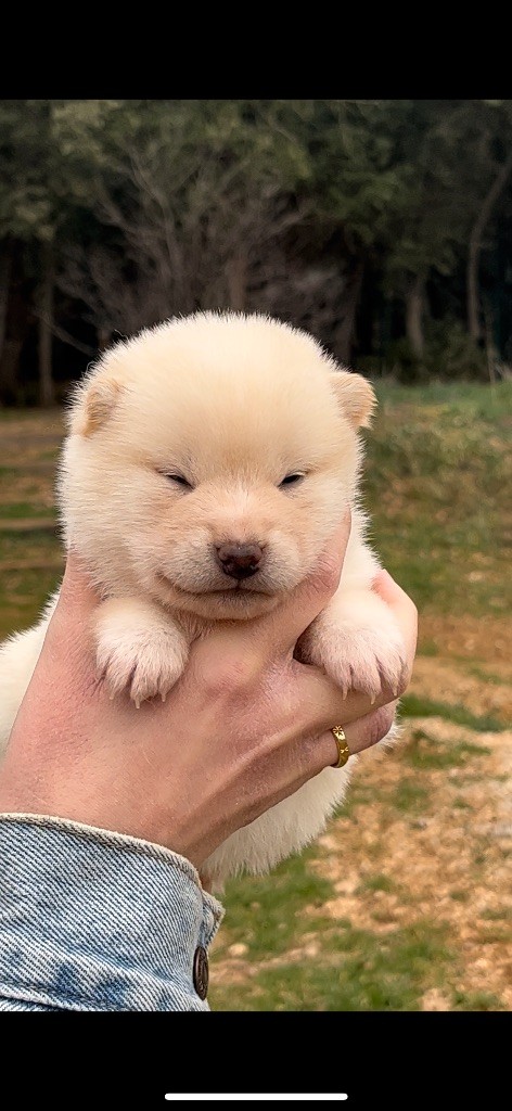 du Bois de Compiègne - Chiot disponible  - Shiba