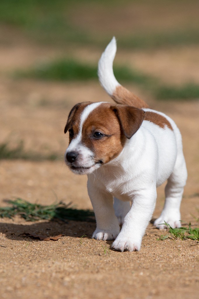 du Bois de Compiègne - Chiot disponible  - Jack Russell Terrier