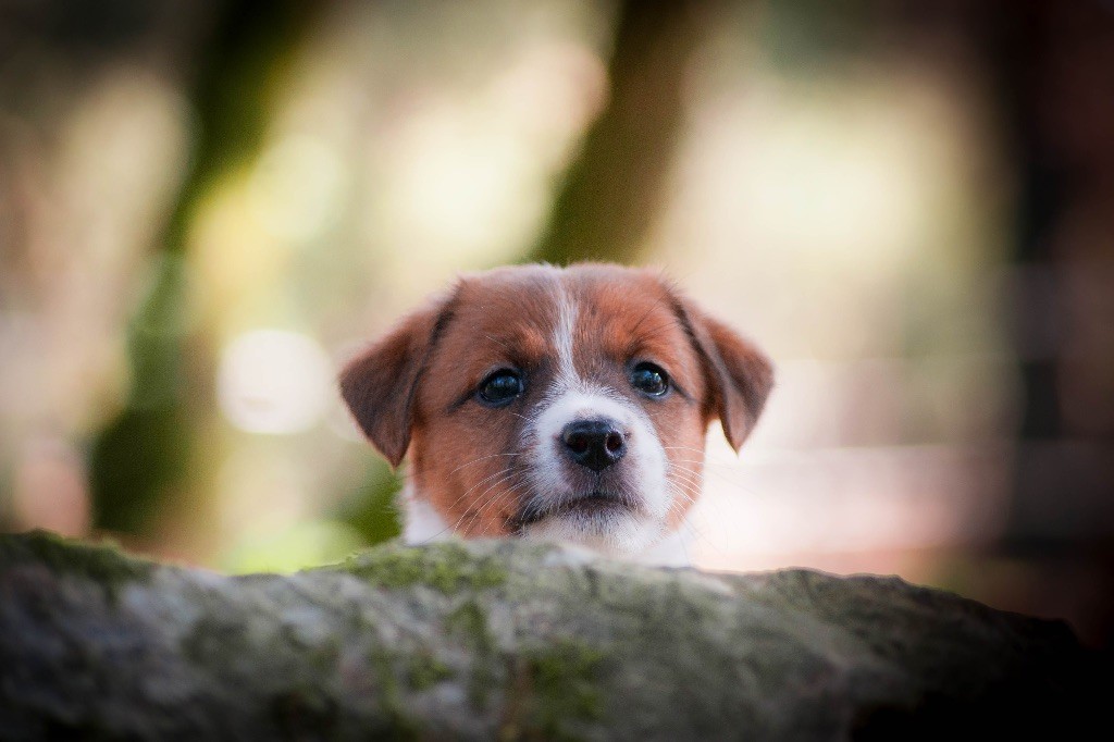 chiot Jack Russell Terrier du Bois de Compiègne