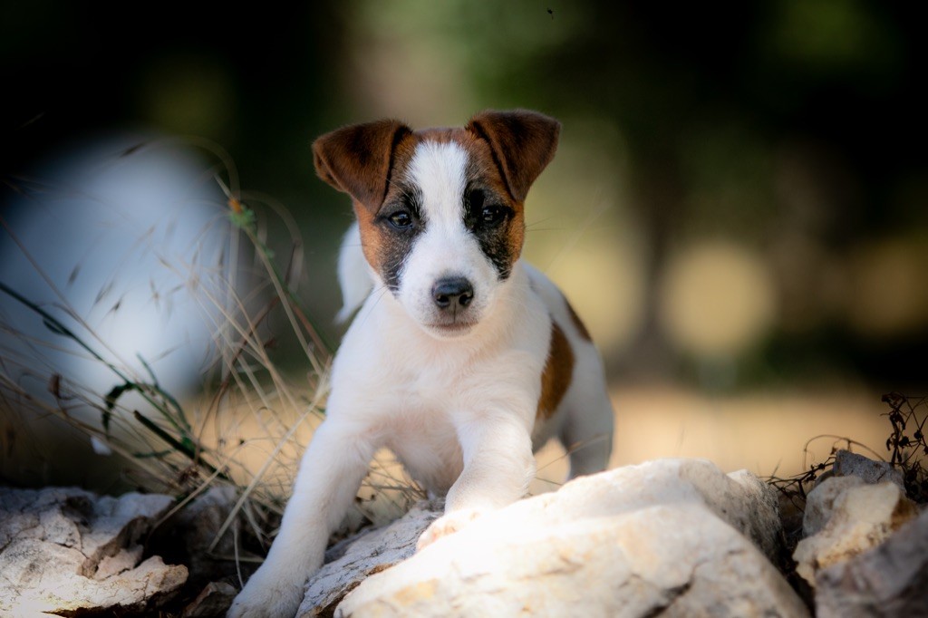 du Bois de Compiègne - Jack Russell Terrier - Portée née le 12/05/2021