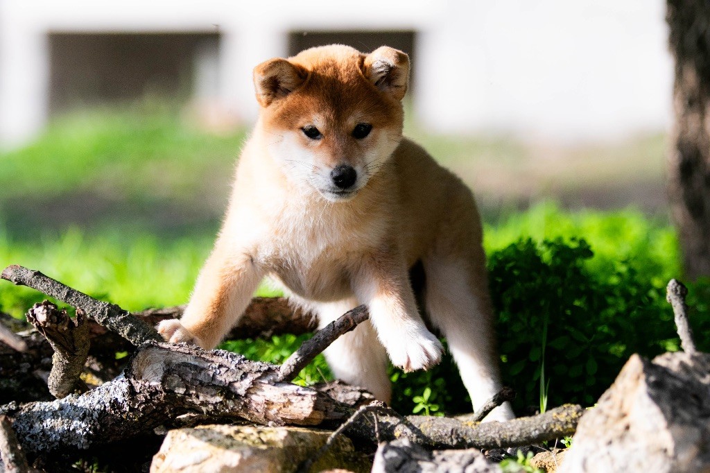 du Bois de Compiègne - Chiot disponible  - Shiba