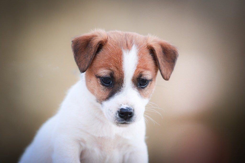 chiot Jack Russell Terrier du Bois de Compiègne