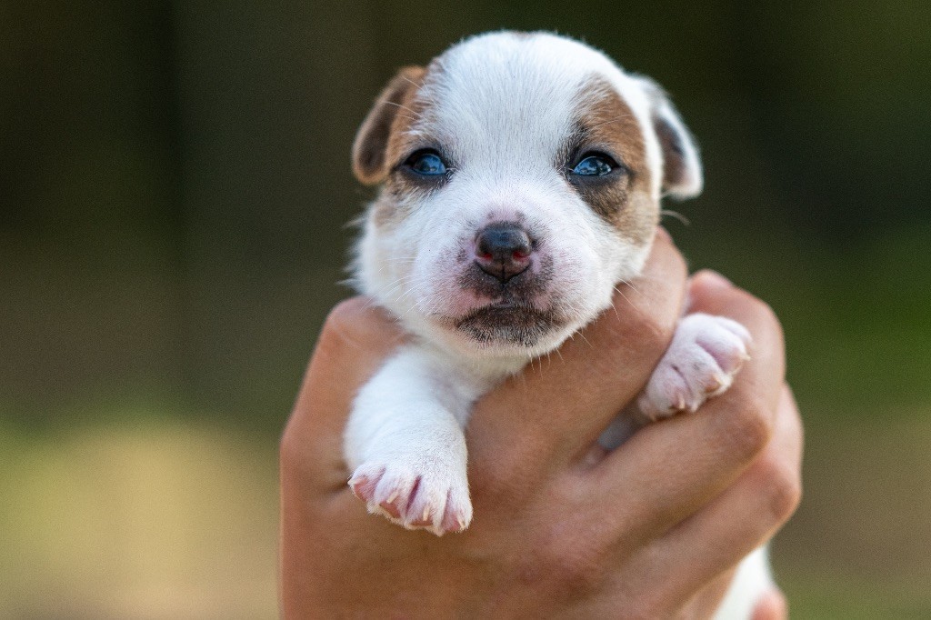 du Bois de Compiègne - Chiot disponible  - Jack Russell Terrier