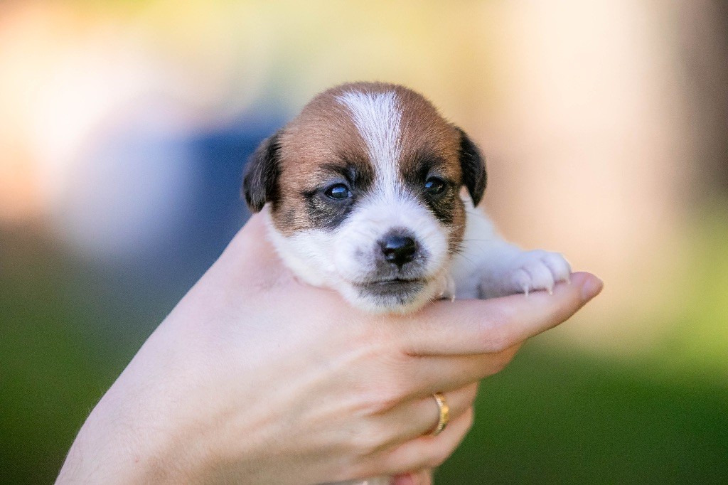 du Bois de Compiègne - Chiot disponible  - Jack Russell Terrier