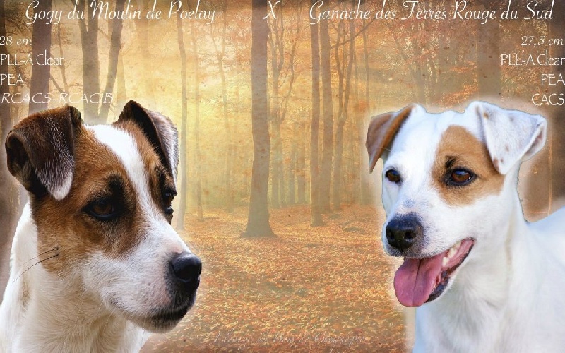 du Bois de Compiègne - Jack Russell Terrier - Portée née le 01/02/2016