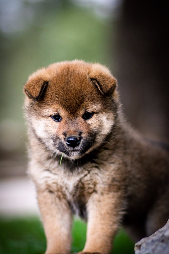 chiot Shiba du Bois de Compiègne