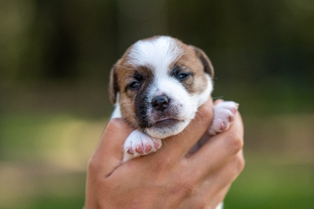 du Bois de Compiègne - Chiot disponible  - Jack Russell Terrier