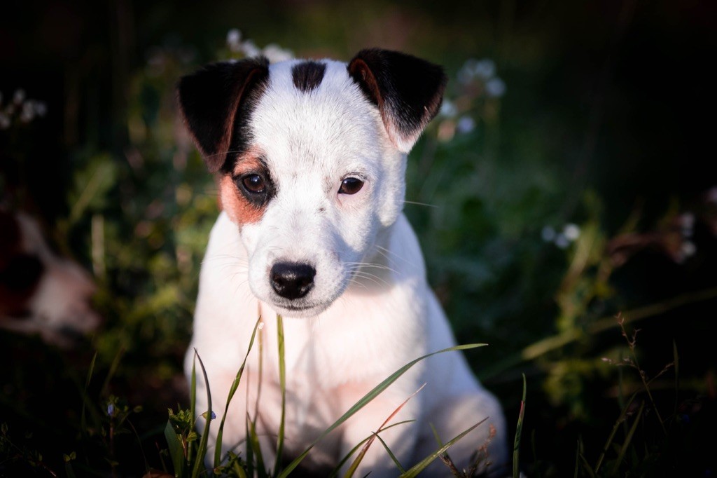 du Bois de Compiègne - Jack Russell Terrier - Portée née le 07/12/2019
