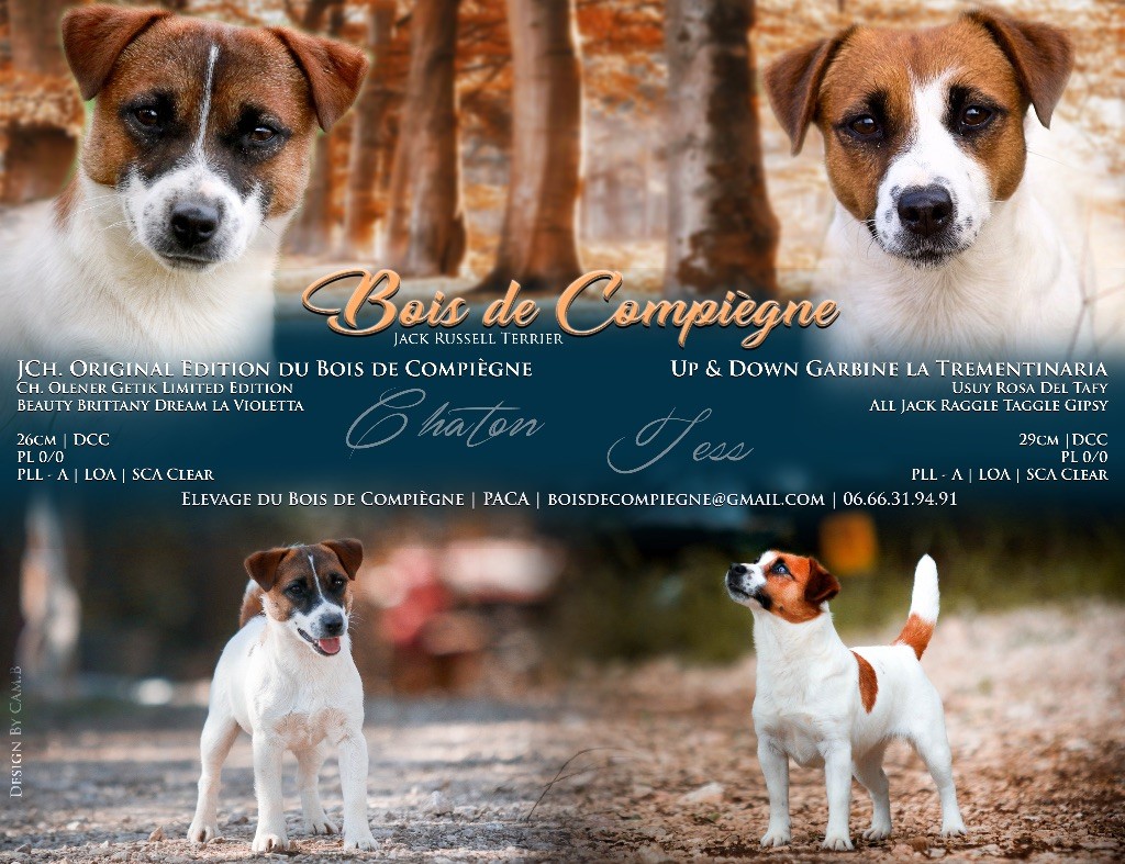 du Bois de Compiègne - Jack Russell Terrier - Portée née le 05/09/2019