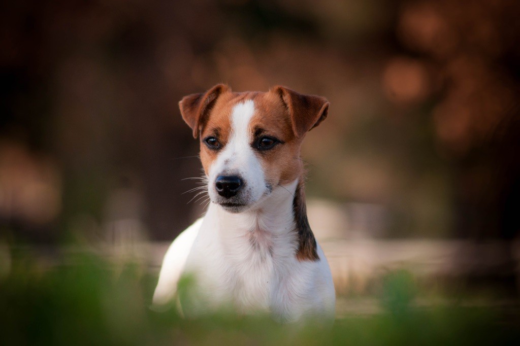 du Bois de Compiègne - Jack Russell Terrier - Portée née le 29/05/2017
