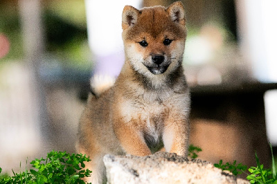 du Bois de Compiègne - Shiba - Portée née le 17/08/2024