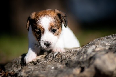 du Bois de Compiègne - Jack Russell Terrier - Portée née le 27/10/2021