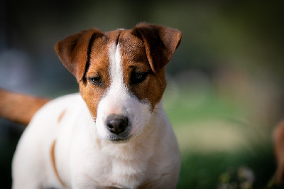 du Bois de Compiègne - Jack Russell Terrier - Portée née le 13/10/2021