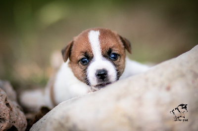 du Bois de Compiègne - Jack Russell Terrier - Portée née le 15/05/2023
