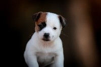 du Bois de Compiègne - Jack Russell Terrier - Portée née le 19/10/2020