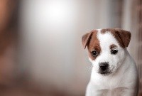 du Bois de Compiègne - Jack Russell Terrier - Portée née le 16/08/2019