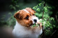 du Bois de Compiègne - Jack Russell Terrier - Portée née le 26/02/2018