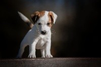 du Bois de Compiègne - Jack Russell Terrier - Portée née le 15/12/2020