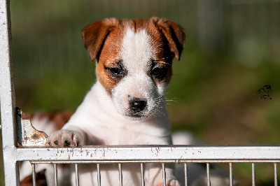 du Bois de Compiègne - Jack Russell Terrier - Portée née le 16/03/2024