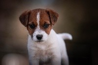 du Bois de Compiègne - Jack Russell Terrier - Portée née le 26/02/2020