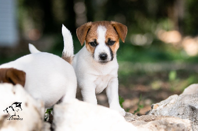 du Bois de Compiègne - Jack Russell Terrier - Portée née le 17/08/2023