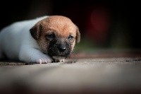 du Bois de Compiègne - Jack Russell Terrier - Portée née le 10/02/2021