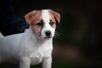 du Bois de Compiègne - Jack Russell Terrier - Portée née le 24/11/2019