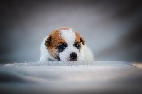 du Bois de Compiègne - Jack Russell Terrier - Portée née le 13/07/2018