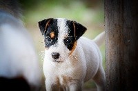 du Bois de Compiègne - Jack Russell Terrier - Portée née le 30/08/2018