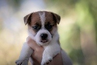 du Bois de Compiègne - Jack Russell Terrier - Portée née le 22/06/2020