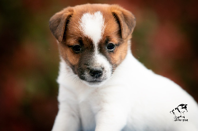 du Bois de Compiègne - Jack Russell Terrier - Portée née le 02/03/2023