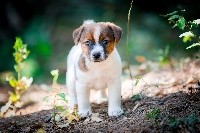 du Bois de Compiègne - Jack Russell Terrier - Portée née le 23/07/2018