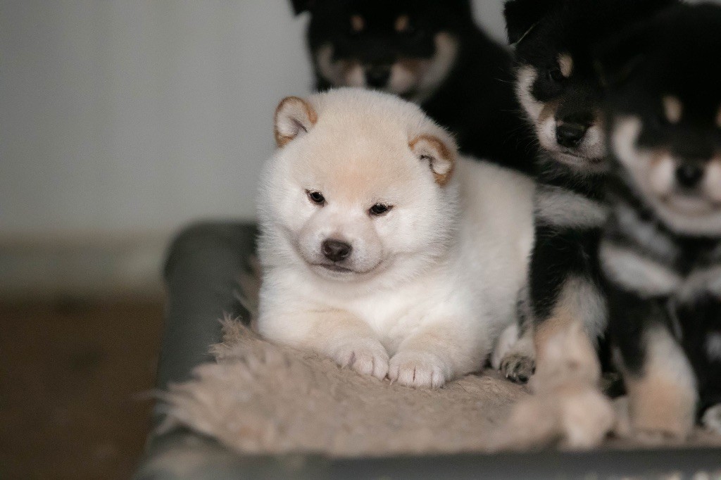 du Bois de Compiègne - Chiot disponible  - Shiba