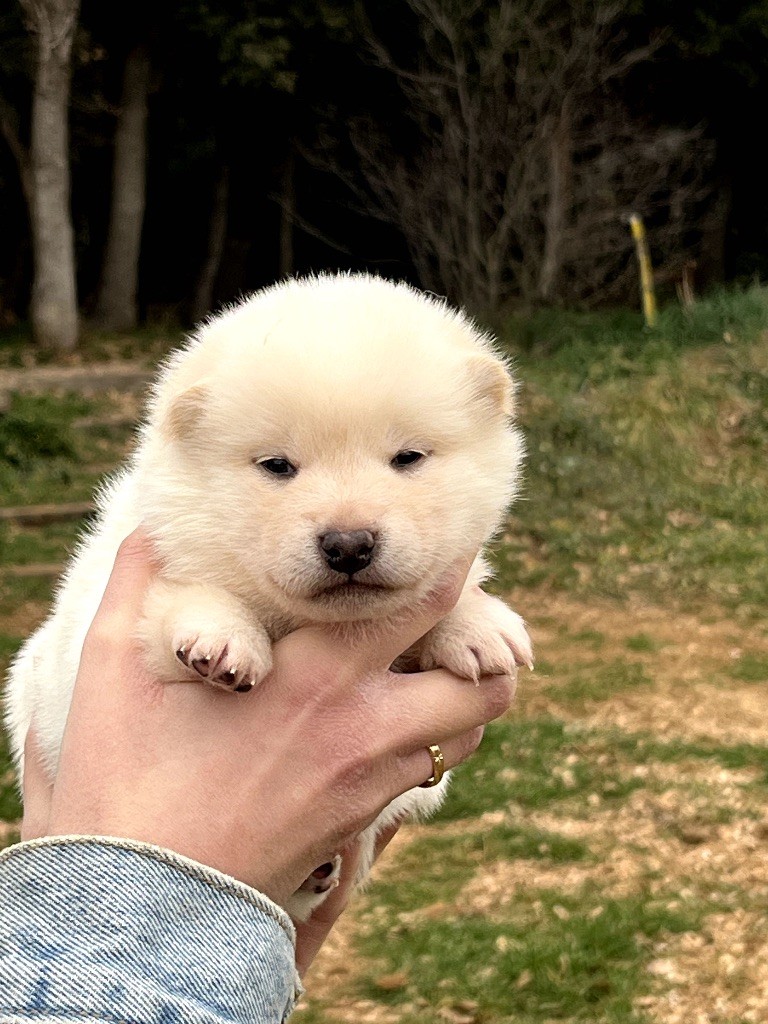 du Bois de Compiègne - Chiot disponible  - Shiba