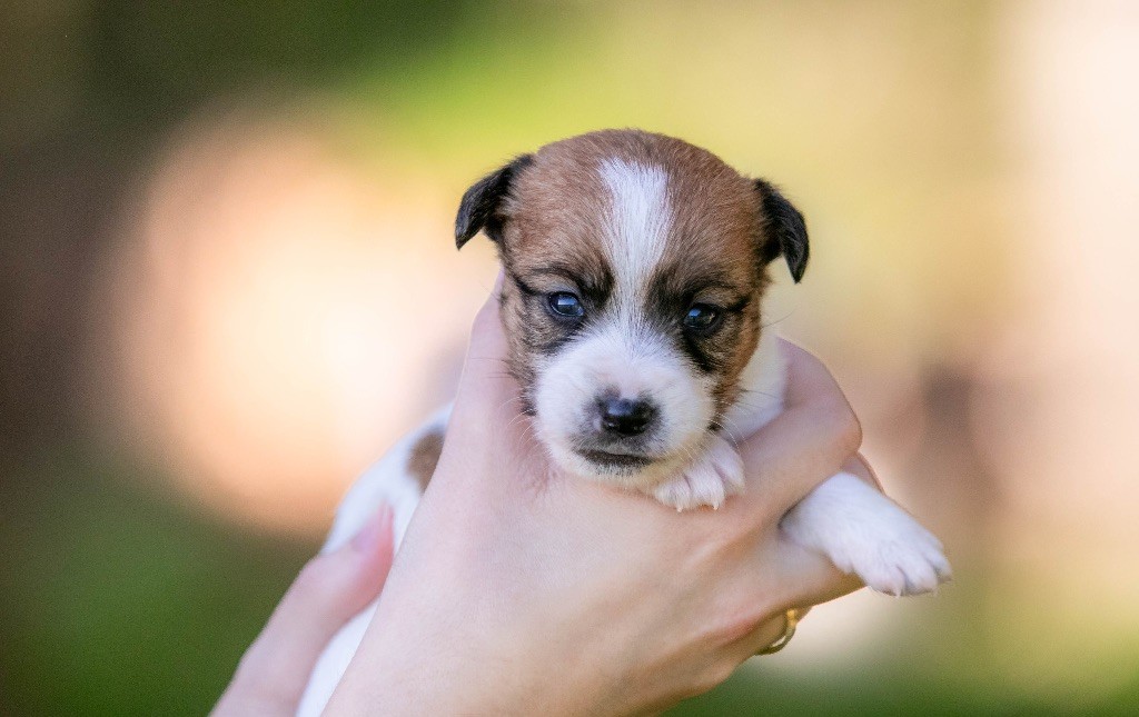 du Bois de Compiègne - Chiot disponible  - Jack Russell Terrier