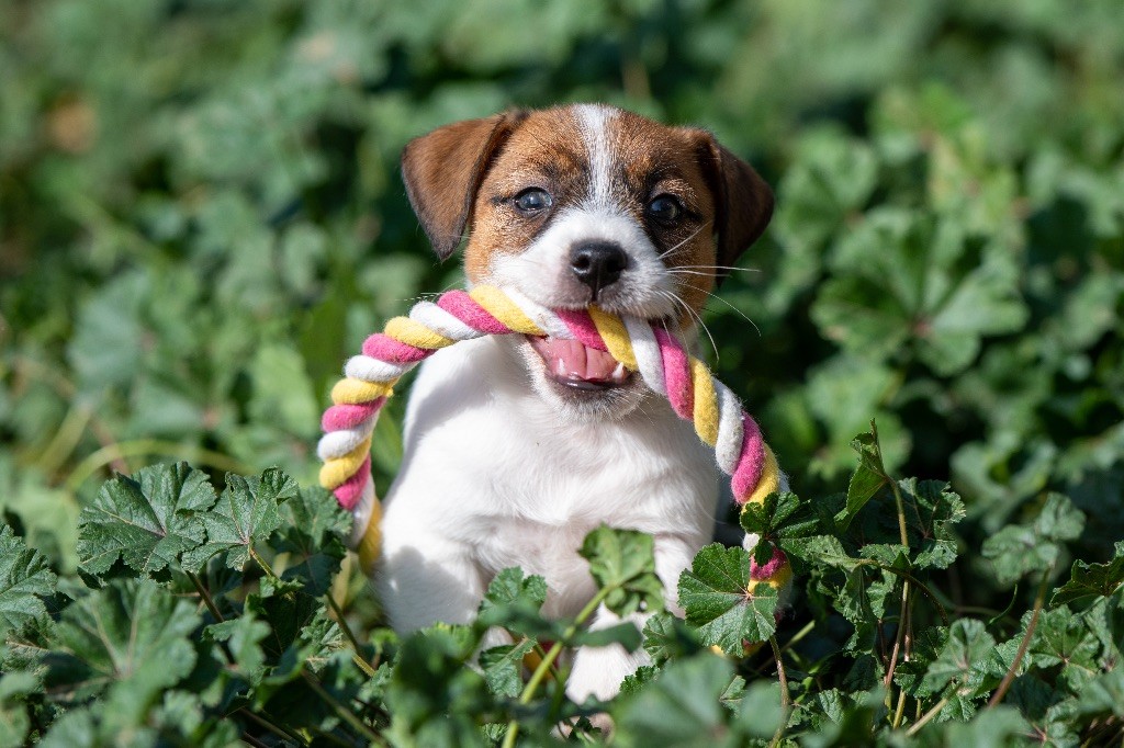 du Bois de Compiègne - Chiot disponible  - Jack Russell Terrier