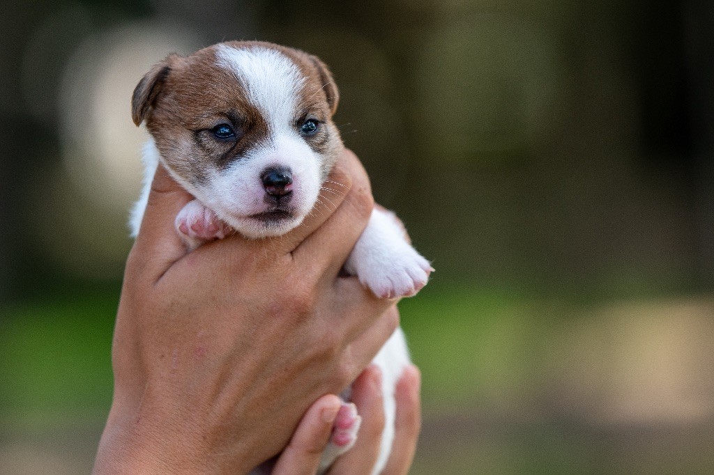 du Bois de Compiègne - Chiot disponible  - Jack Russell Terrier