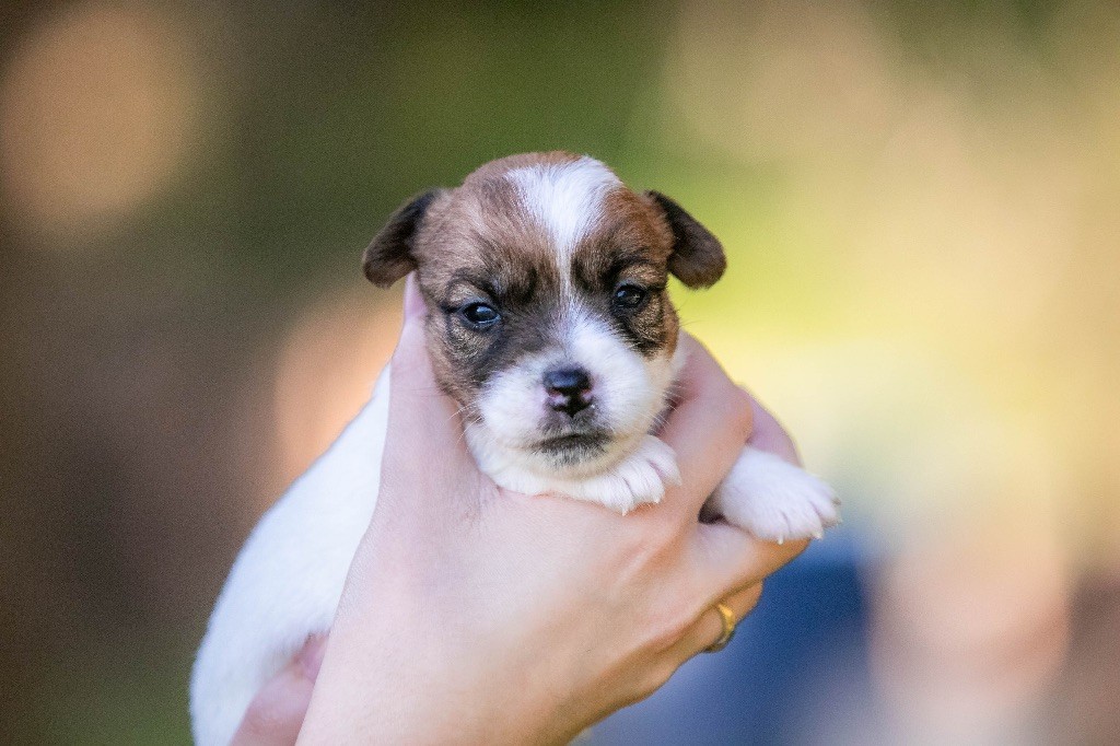 du Bois de Compiègne - Chiot disponible  - Jack Russell Terrier