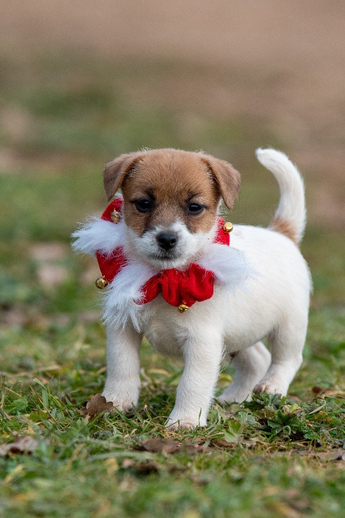 du Bois de Compiègne - Chiot disponible  - Jack Russell Terrier