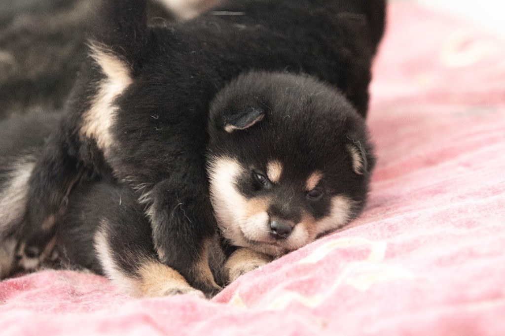 du Bois de Compiègne - Chiot disponible  - Shiba